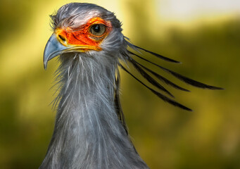 A close up of a Secretary bird