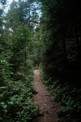 A winding dirt path through lush greenery in a tranquil forest surrounded by tall trees during daylight hours