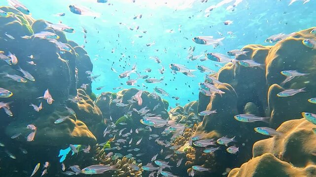 Snorkeling in the Red Sea. A girl in a swimsuit, fins and an underwater mask swims in the sea near a coral reef. Various schools of fish for diving and freediving at the seaside resorts of Egypt.