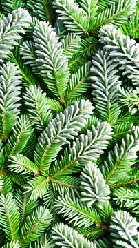 Christmas tree's background close up, slow mooving video.