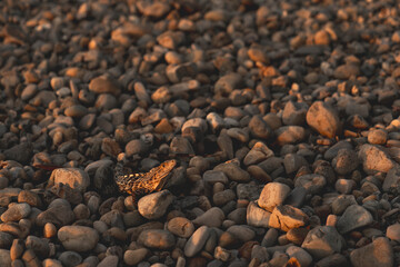 stone with lizard sun bathing
