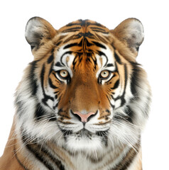 Majestic tiger portrait showcasing striking features and intense gaze, symbolizing strength and beauty in wildlife.