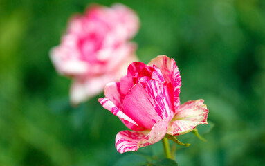 Beautiful rose flower in nature. Close-up