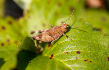 Grasshopper green vegetation in nature. Macro