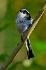 Schwanzmeise // Long-tailed tit (Aegithalos caudatus)