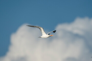 seagull in the sky