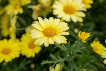 Yellow marguerite daisy (Argyranthemum frutescens)  flowers
