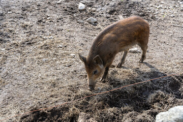 Single wild boar (Sus scrofa) piglet in enclosure