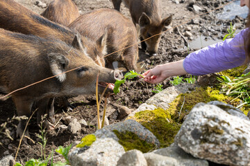 Wild boar (Sus scrofa) piglets eating grass from hand in enclosure