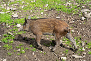Single wild boar (Sus scrofa) piglet in enclosure