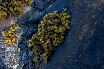Fucus vesiculosus, bladder wrack or rockweed hanging from a wet rock