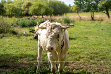 Holstein bull outdoors grazing at farm