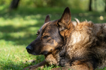 Old German Shepherd type a dog laying in green grass