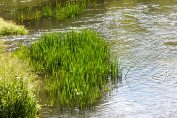 Green reeds grow on the river in summer