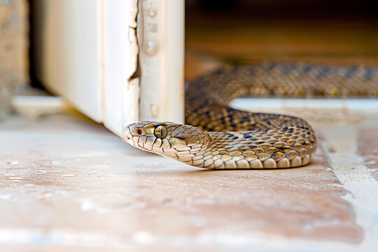 A snake entering a home through an open door, representing unexpected wildlife interactions.