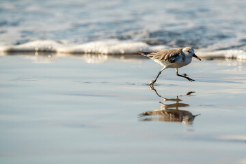 little bird on the beach running