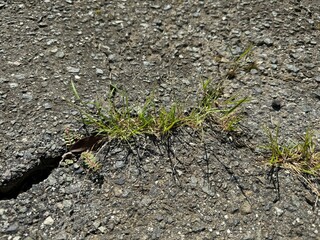 アスファルトの割れ目から生えた雑草