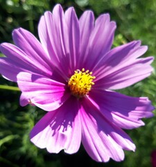 pink daisy flower