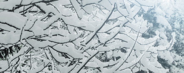Snow covered tree branches creating a winter wonderland scene