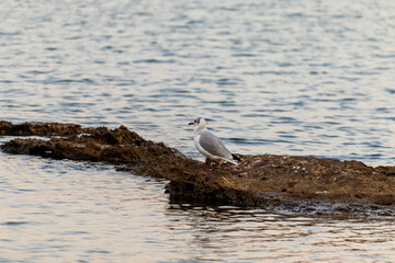 Seagull on rocks in the sea at dusk
