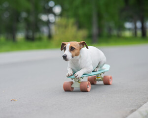 Jack Russell Terrier dog rides a penny board in the park. 