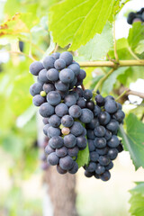 Blue grapes, Pinot Noir wine growing on vine, vineyard in Trier, Moselle Valley, Germany, landscape and agriculture, rhineland palatine