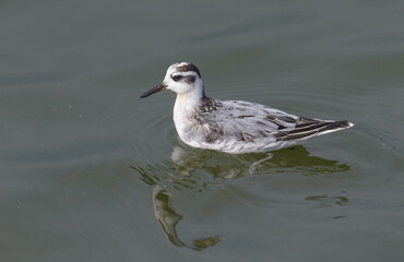 Obraz premium Rare visitor Red phalarope (Phalaropus fulicarius) swims on grey waters of big lake in dark autumn time 