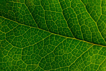 Macro photo of Green Leaf texture, close up.