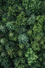 Aerial view of dense forest with numerous trees