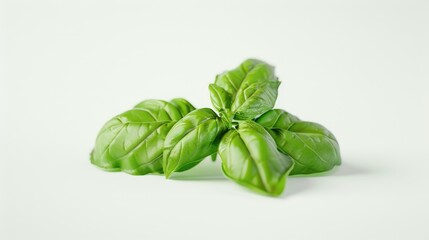Fototapeta premium Fresh basil leaves on a white background