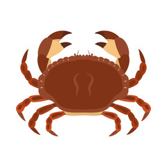 ヨーロッパイチョウガニ。フラットなベクターイラスト。
Edible crab (brown crab). Flat vector illustration.