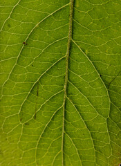 Macro photo of Green Leaf texture, close up.