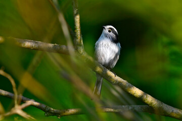 Schwanzmeise // Long-tailed tit (Aegithalos caudatus)