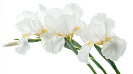 Iris flowers on white background
