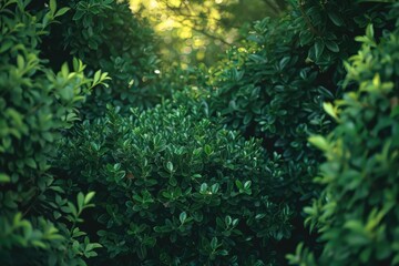 A lone bush standing in a dense forest, providing shade and shelter for passing wildlife