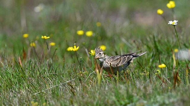 Skylark on green grass