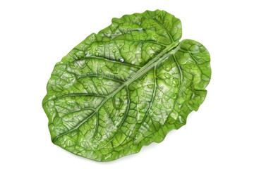 Obraz premium A single leaf photographed closely with a white background, ideal for use in botanical or nature-related contexts