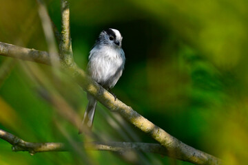 Schwanzmeise // Long-tailed tit (Aegithalos caudatus)