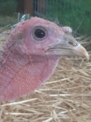 close up vulture