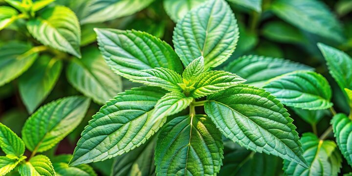 Close up of medicinal boldo plant and leaves Peumus boldus