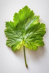 A close-up shot of a solitary leaf on a white surface, great for use in designs and illustrations where nature is the theme
