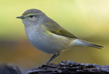 Lovely Common Chiffchaff (Phylloscopus collybita) posing calmly on lichen covered tree stump in autumn migration 
