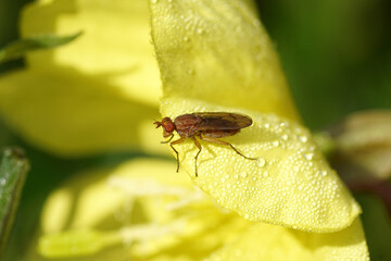 Marsh fly, snail-killing fly, Tetanocera, maybe Tetanocera arrogans. Family Sciomyzidae. On yellow flower of evening primrose (Oenothera biennis). Dew drops. Netherlands, Summer, August