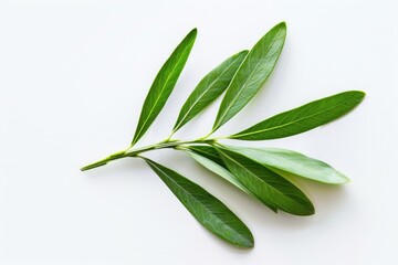 A single green leaf on a white background