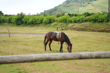 Naklejka premium Stallion is eating grass in a park in the mountains