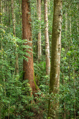 Tropical rainforest in the Wet Tropics World Heritage Area of northern Queensland, Australia