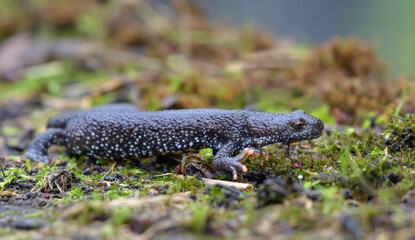 Northern crested newt (Triturus cristatus) crawls on mossy forest floor during autumn migration season