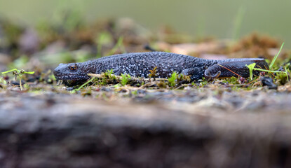 Northern crested newt (Triturus cristatus) crawls on mossy forest floor during autumn migration season