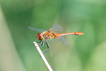 Red dragonfly is sitting on a green leaf, newly hatched insect, wetland Haff Reimich, nature reserve in Luxembourg 
