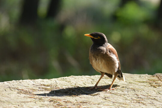 common myna or Indian myna (Acridotheres tristis) mynah bird, Jammu & Kashmir, India Human and wildlife coexistence. An Indian Myna bird adapting to the local environment in Jammu and Kashmir, India.
